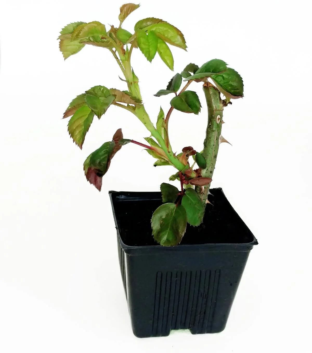 Gage Durapot Square Plastic Nursery Pots, 4