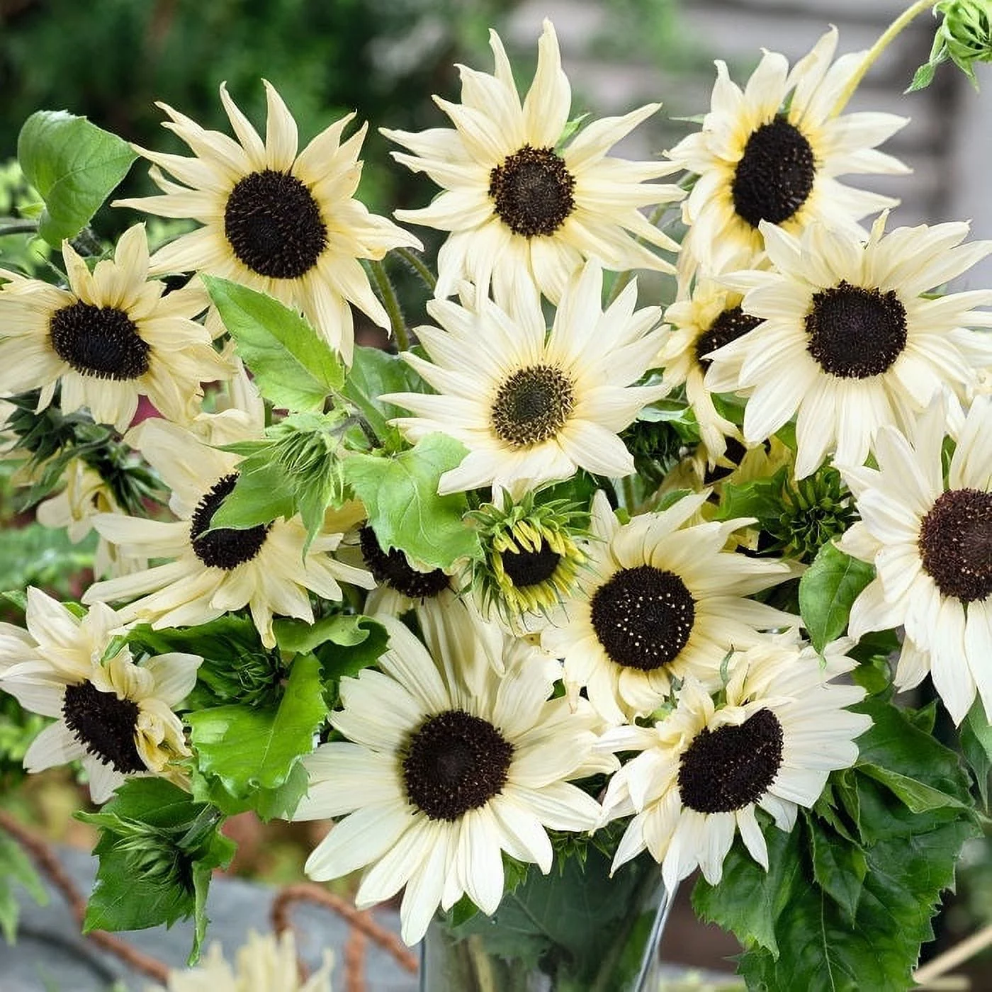 Sunflower Seeds - Italian White - 1 Ounce - Yellow Flower Seeds,  Heirloom Seed  Attracts Bees, Attracts Butterflies, Attracts Pollinators, Easy to Grow & Maintain, Edible, Cut Flower Garden