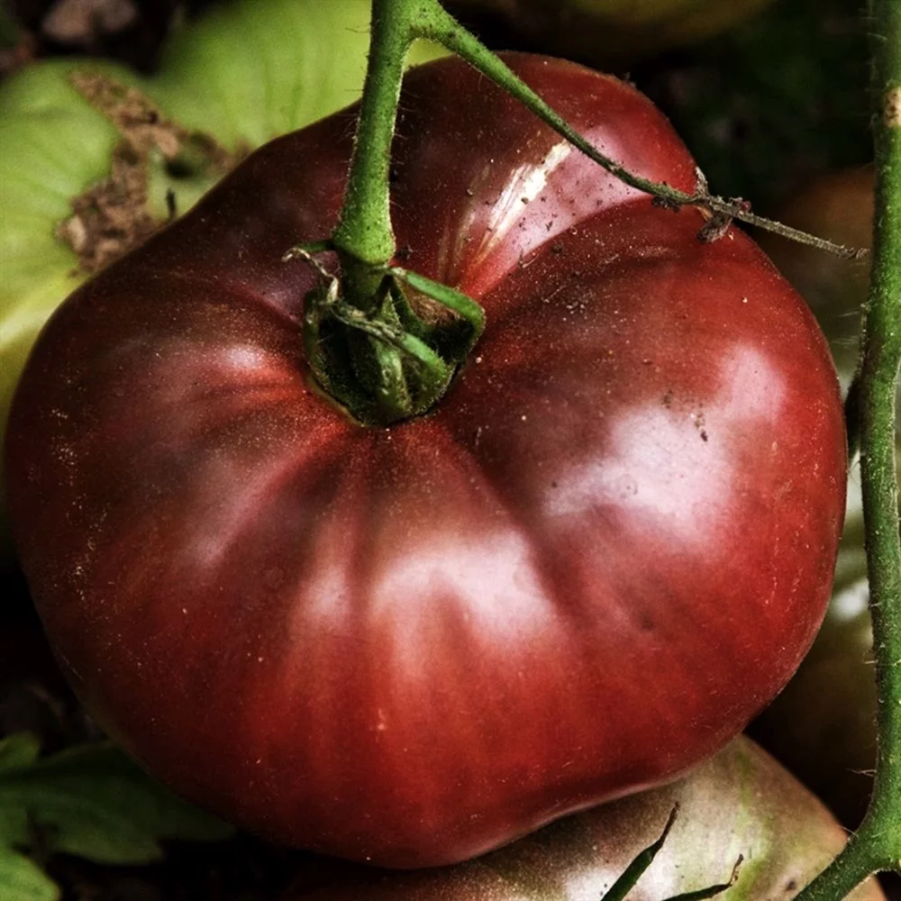 Heirloom Cherokee Purple Tomato Plant - 4