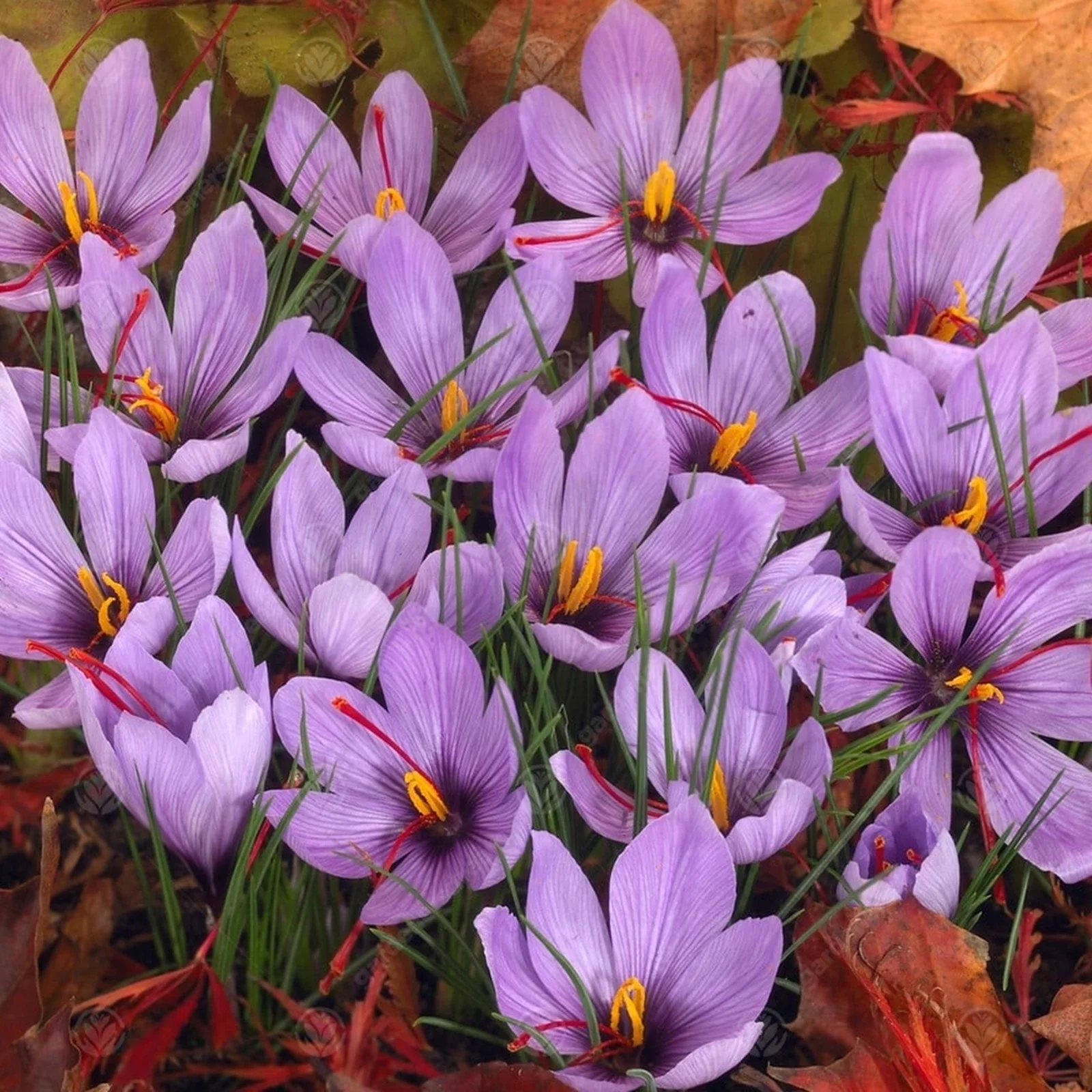 Crocus Bulbs, Fragrant Flowers With  Precious Flowers,Elegant,Potted Plants,Crocus Bulbs For Sale