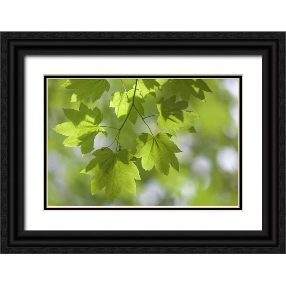 Paulson, Don 32x23 Black Ornate Wood Framed with Double Matting Museum Art Print Titled - OR, Silverton Vine maple in Silver Falls SP