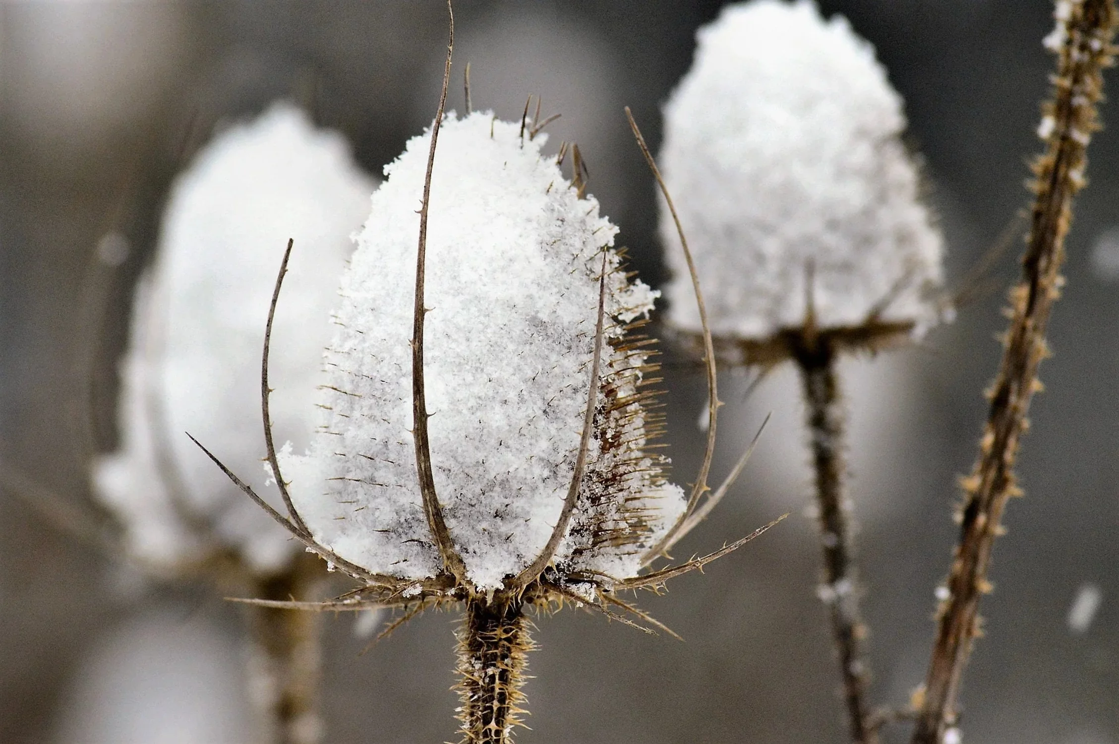 75 FULLERS TEASEL Indian Teasel Dipsacus Sativus White Flower Herb Seeds