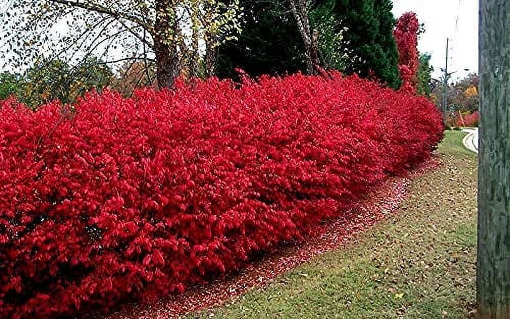 10 Dwarf Burning Bushes - Live Plants - 4-10