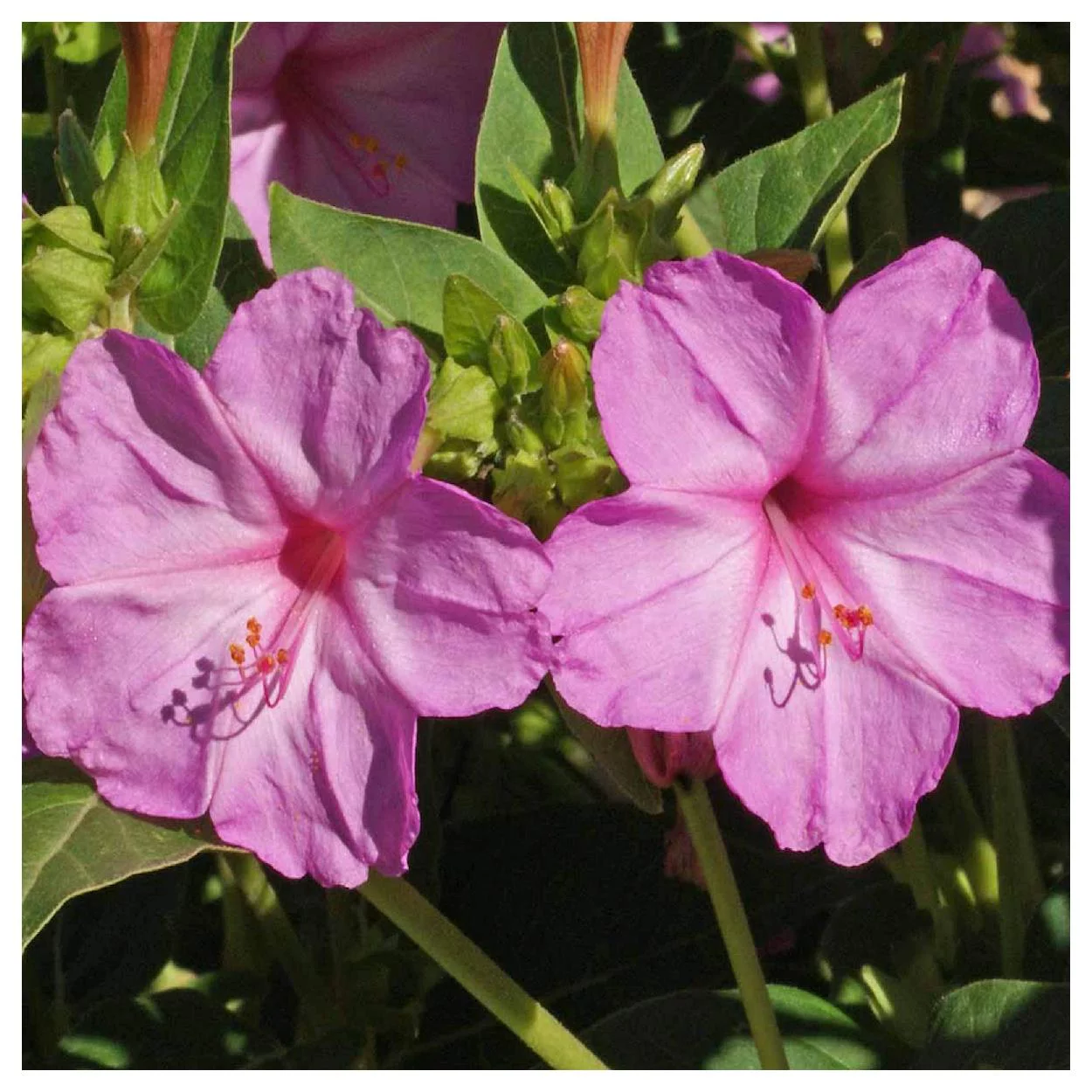 Everwilde Farms - 50 Pink Four O Clock Garden Flower Seeds - Gold Vault Jumbo Bulk Seed Packet