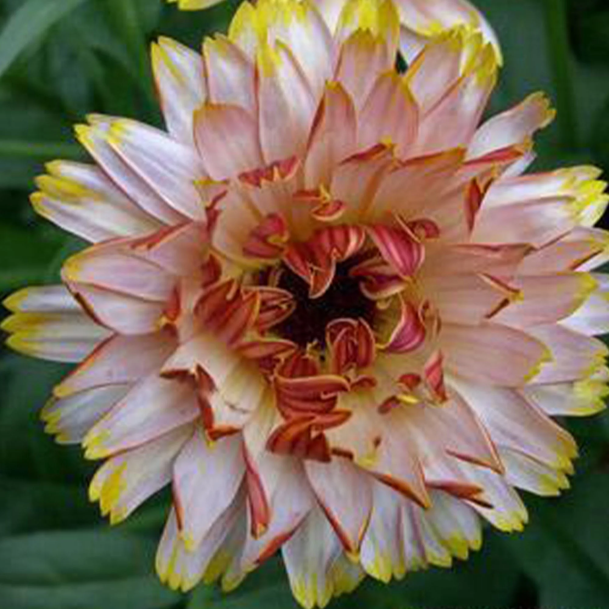 Organic Solar Flashback Mix Calendula Seeds - 500 Mg Packet ~40-50 Seeds - Organic, Non-GMO, Open Pollinated - Flower Gardening Seeds