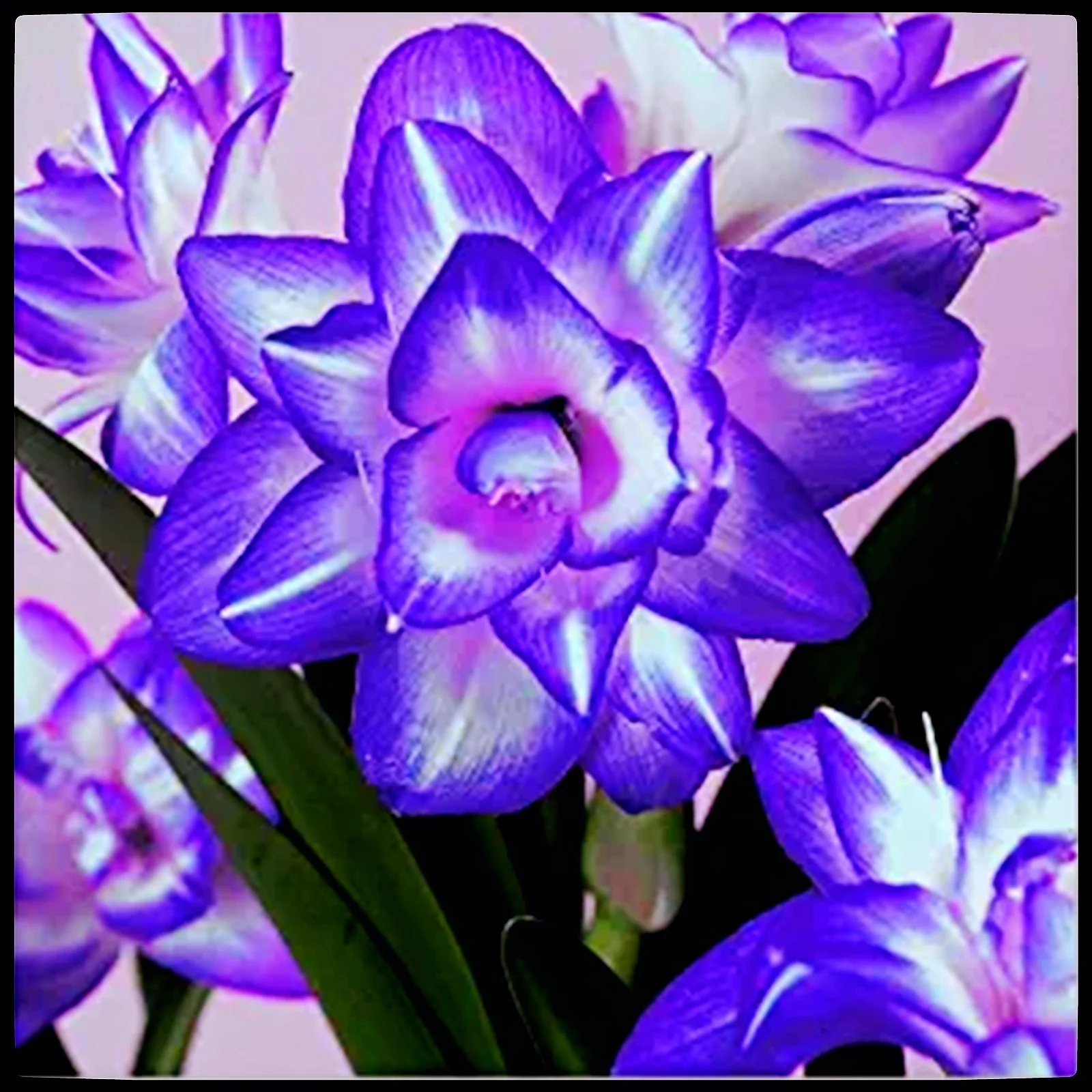 Amaryllis Bulbs For Planting,Iridescent,Amarillos,Amaryllis Bulbs,Amaryllis Pots,Amaryllis Plants For Sale,Amaryllis Belladonna Bulbs,Beautify Environment,Amaryllis Belladonna.