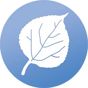 WindowAlert Aspen Leaf Anti-Collision Decal - UV-Reflective Window Decal to Protect Wild Birds from Glass Collisions - Made in The USA