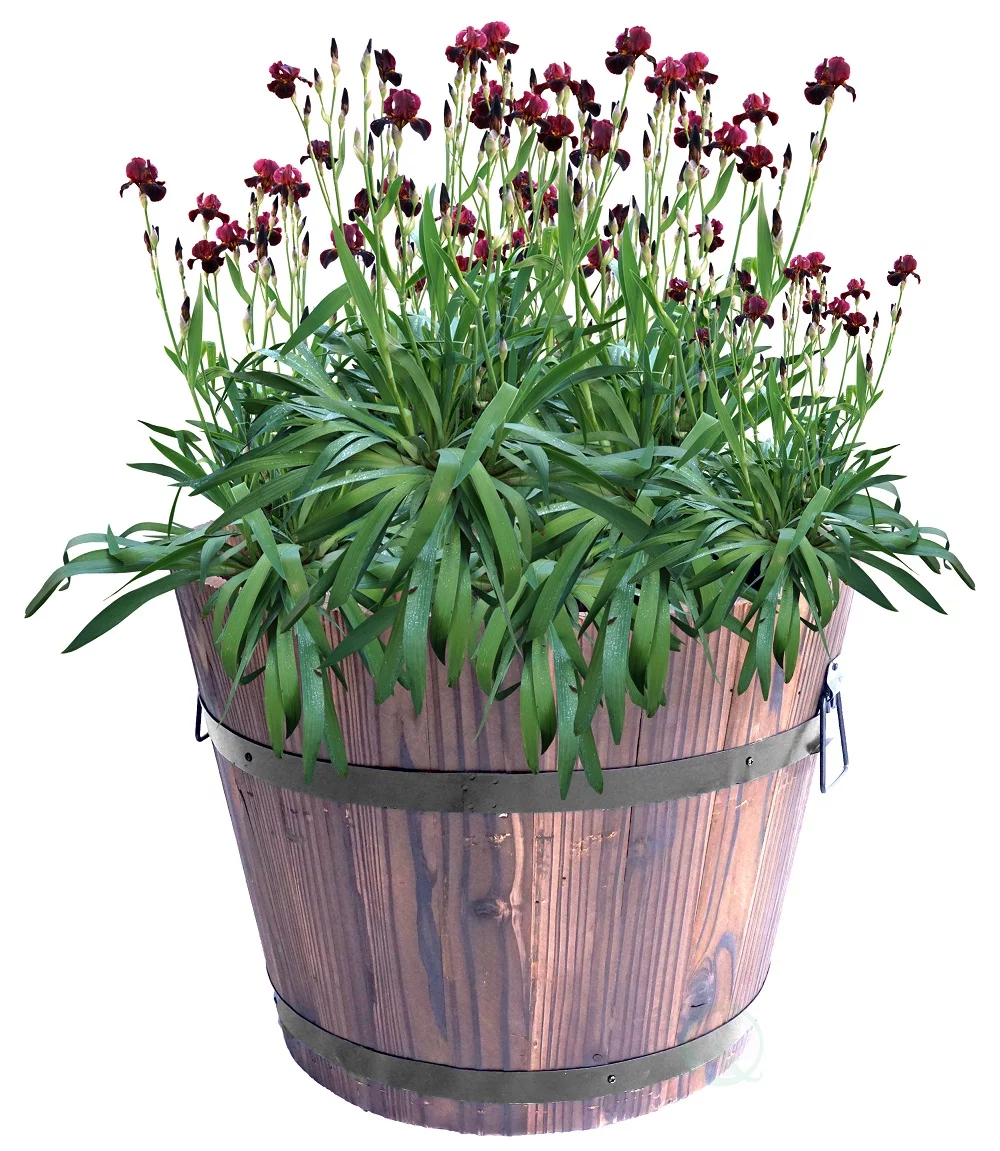 Wooden Whiskey Barrel Planters, Small