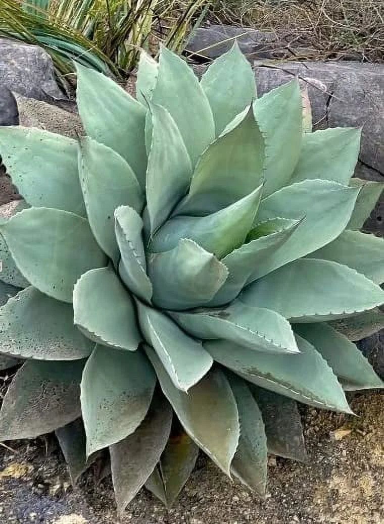 Whale's Tongue Century Plant Seeds for Planting (5 Seeds) - Agave ovatifolia
