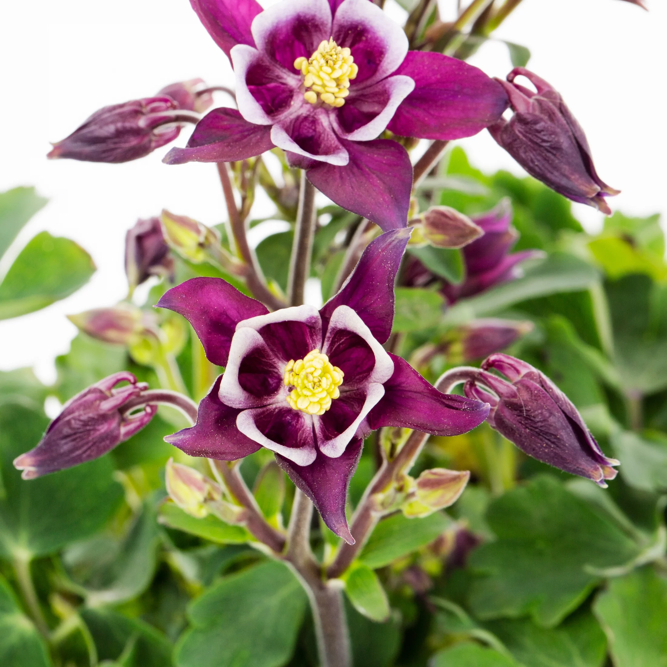 Better Homes & Gardens 2.5QT Multicolor Aquilegia Live Plants with Grower Pot Sun