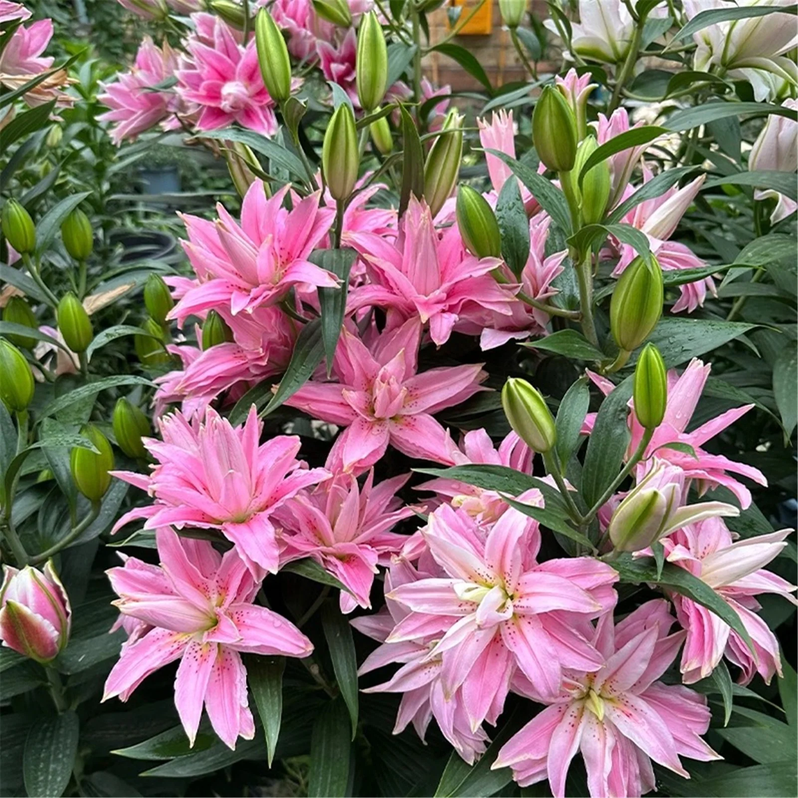 Lily bulbs for planting perennial - tiger lily bulbs - stargazer lily bulbs for planting - lilies bulbs for planting outdoors