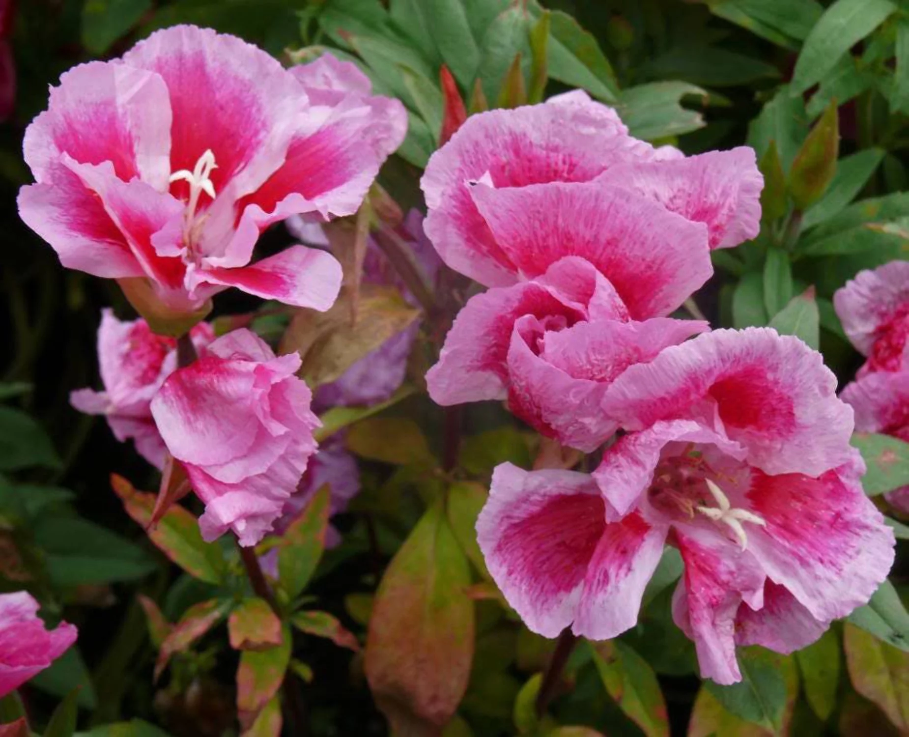 500 Pink FAREWELL TO SPRING Clarkia Elegans Godetia Flower Seeds