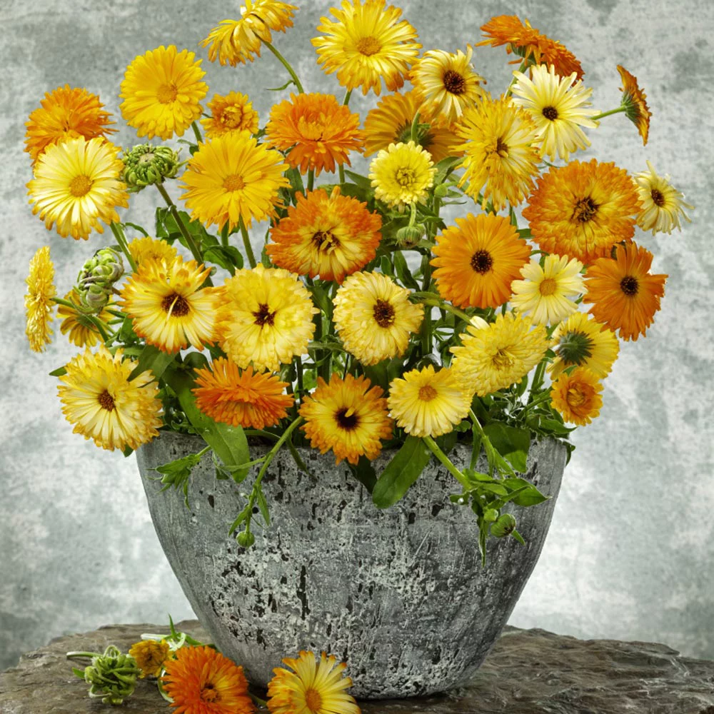 Outsidepride Calendula Flower Seed Mix - 0.25 LB