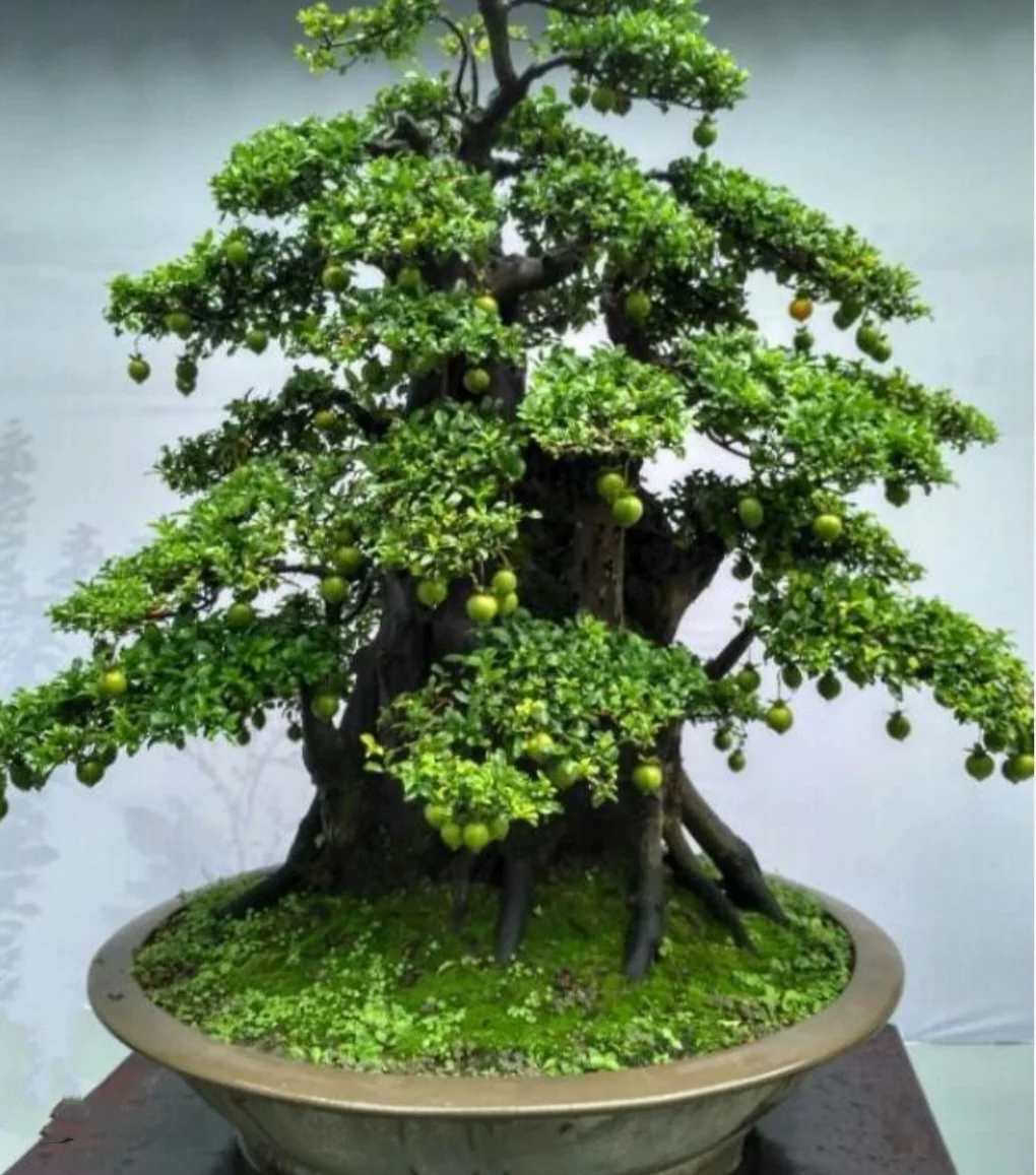 50 Seeds Diospyros cathayensis - Cathay Persimmon , Bonsai