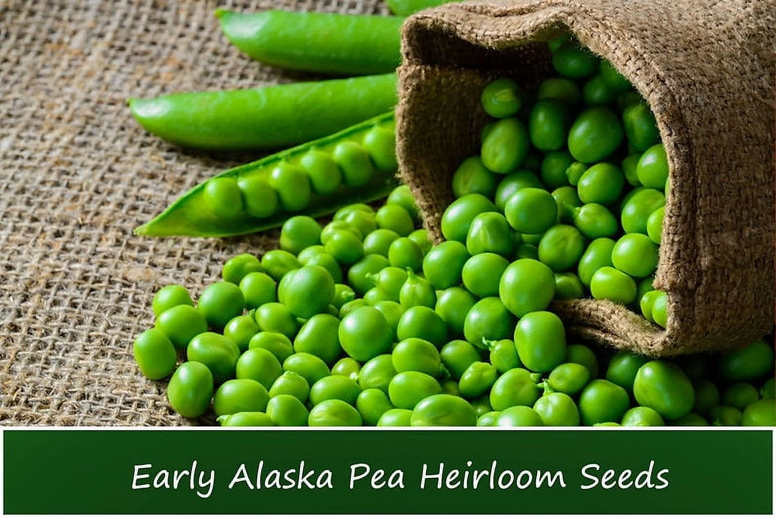 Vegetable Seeds- Pea- Early Alaska Heirloom Pea -100 Seeds -Tender and Sweet -Loves Cool Weather -Produces Early