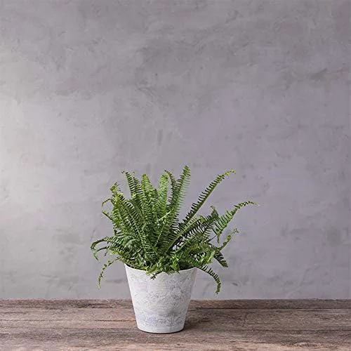 34081 Cali Round Planter, 8-Inch, Mint