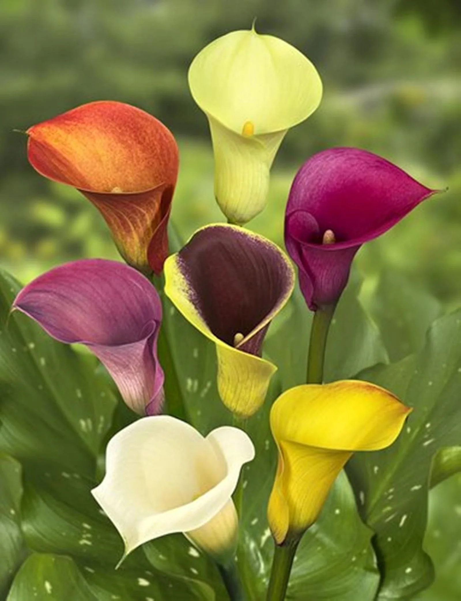 Calla Lily Bulbs, Bulb Flowers,Calla Lily Plants，Calla Lily Bulbs For Sale