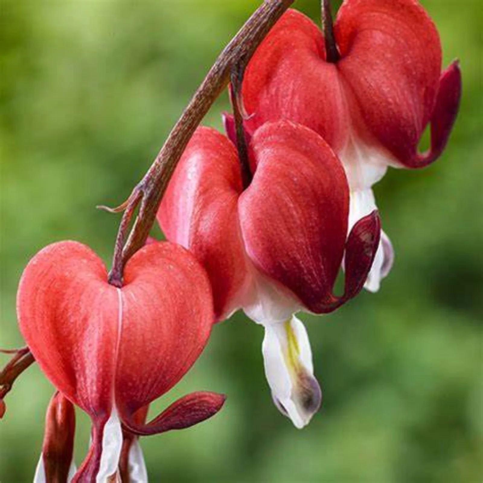 Bleeding Hearts Bulbs For Planting,Bleeding Hearts Plants,Bleeding Hearts Flowers,Beautify Environment,Dicentra Spectabilis Bleeding Heart,Bleeding Hearts Bulbs For Sale.