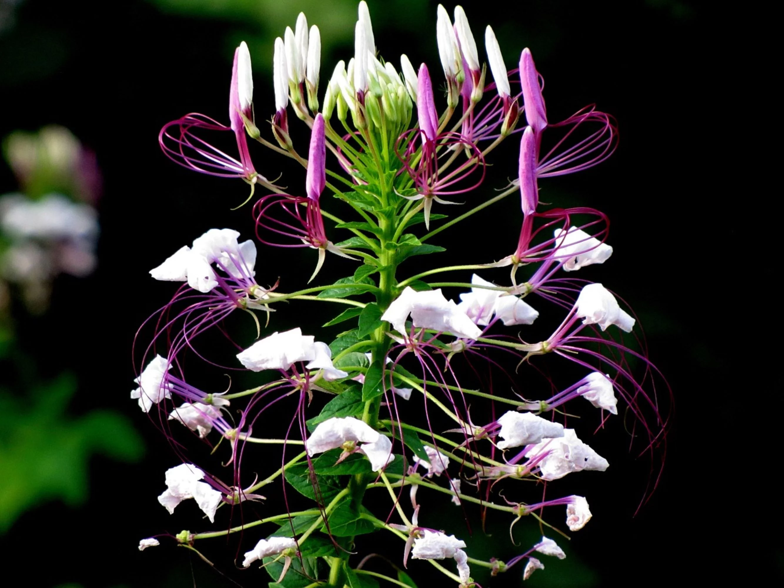 Cleome Colorful Wildflower Mix/ Annual/Full Sun/ 3000 Seeds 1/4 oz/ Zellajake Farm and Garden - B262