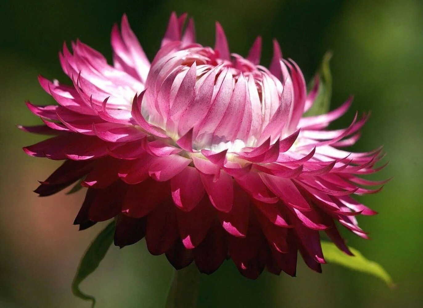 50 PINK DOUBLE STRAWFLOWER Helichrysum Bracteatum Flower Seeds