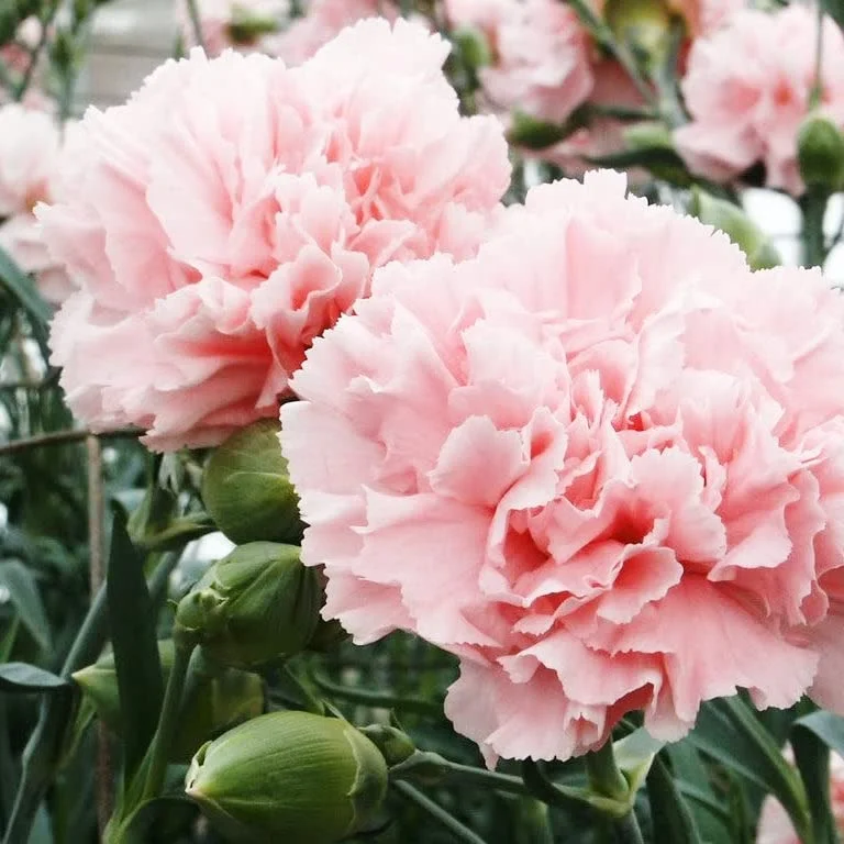 Carnation Seeds - La France - 1 Ounce - Pink Flower Seeds, Heirloom Seed Attracts Bees, Attracts Butterflies, Attracts Pollinators, Edible, Fragrant, Container Garden