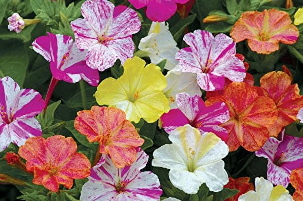 Burpee Marbles Mix Four O'Clock Seeds 35 seeds