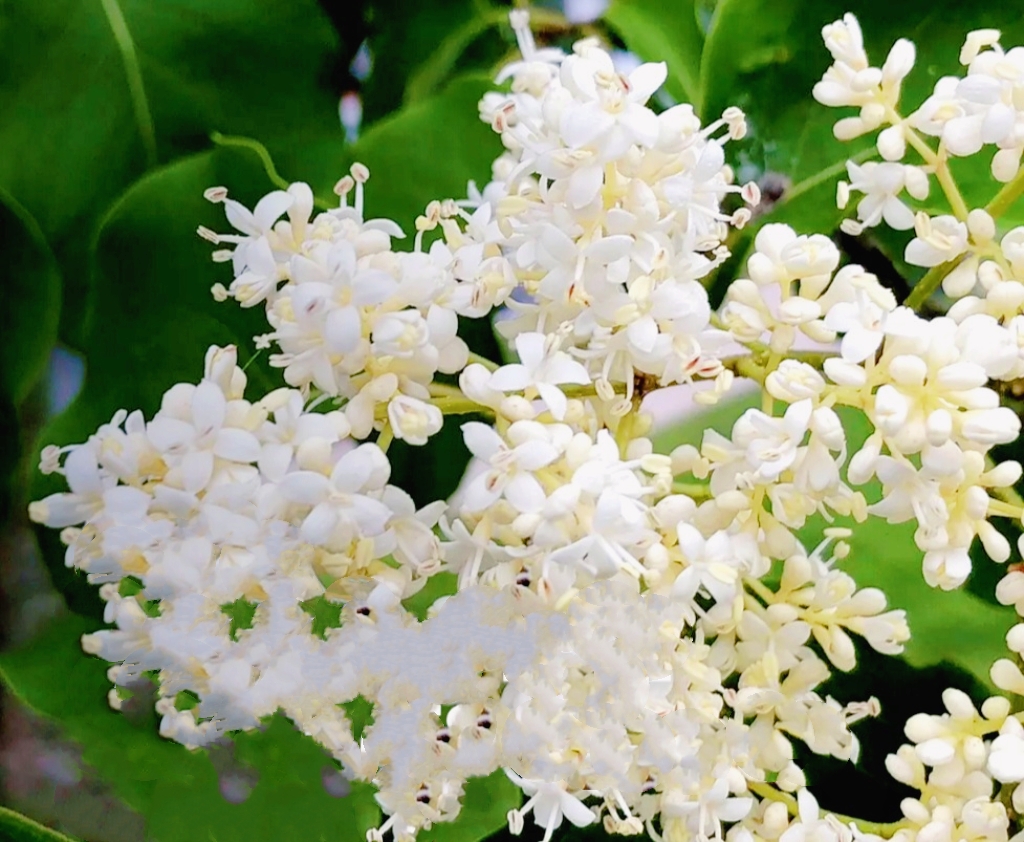 50 White Lilac Seeds Extremely Fragrant Japanese Tree Lilac Shrub Syringa Vulgaris