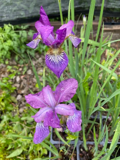 2 Sparkling Rose Sibirica Iris - Iris in separate 3.5 inch containers