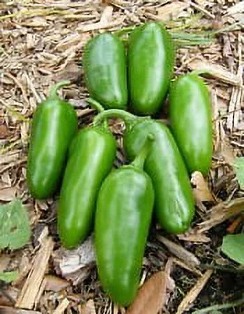 Clovers Garden Mild Jalapeno Pepper Plant - Two (2) Live Plants – Not Seeds – in 3.5 Inch Pots