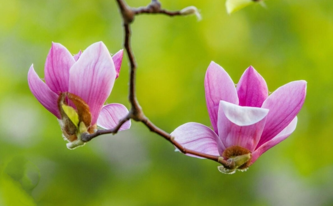 20 Magnolia Tree Seeds Saucer Mix Pink/White Flowers Chinese Magnolia