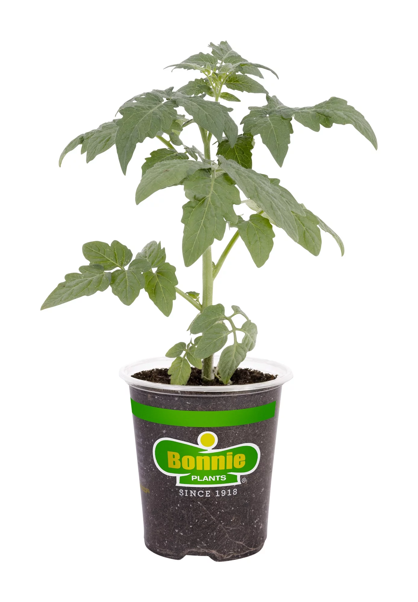 Bonnie Plants Mr. Stripey Tomato 19.3 oz.
