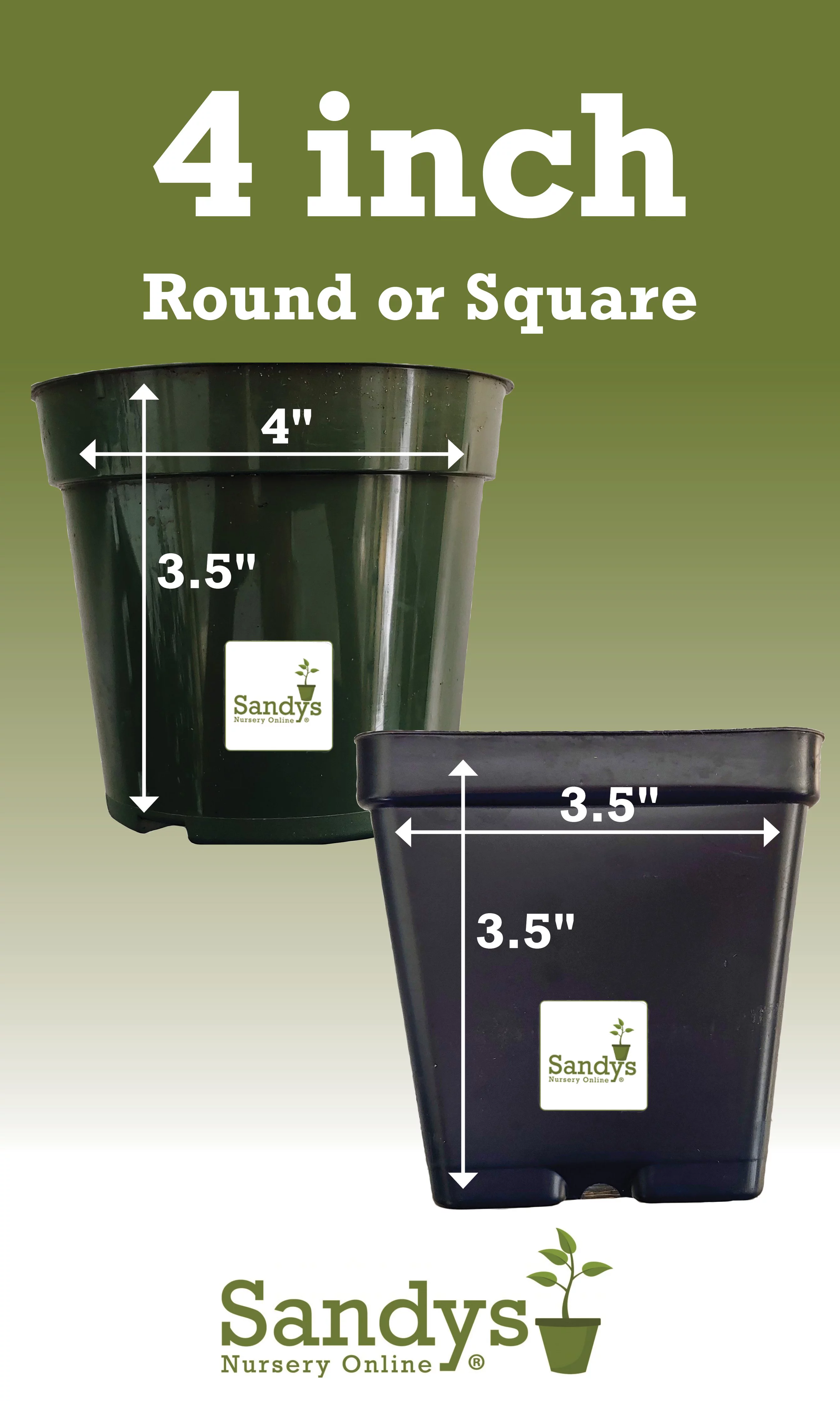 Burbidgea scheizocheila Ginger Golden Brush, 4 Inch Pot