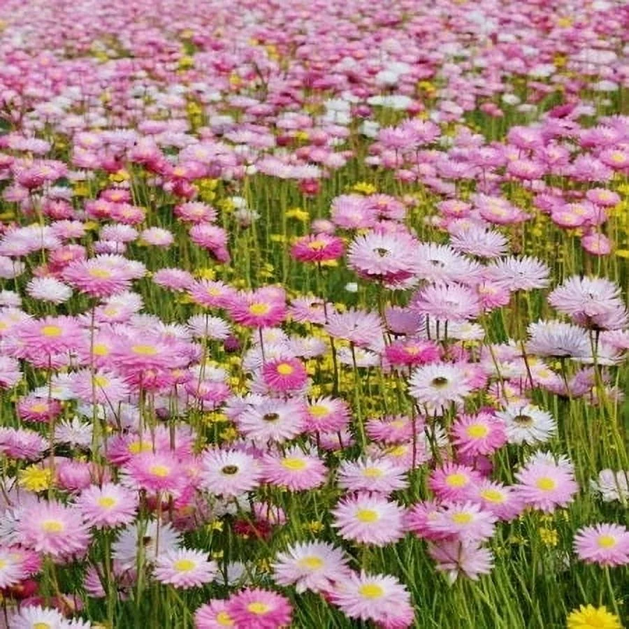 Daisy Seeds (Paper) - Giant Flowered Mix - Packet - Mixed/Pink Flower Seeds,   Attracts Bees, Attracts Butterflies, Attracts Pollinators, Easy to Grow & Maintain, Extended Bloom Time, Fast Growing
