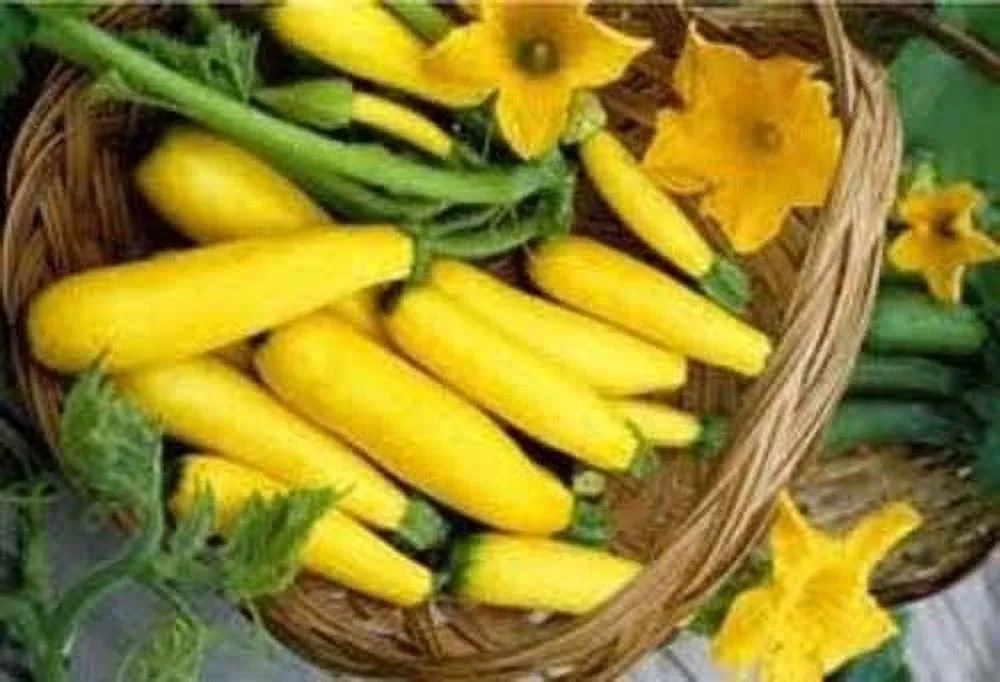 Squash Early Prolific Straightneck Garden Heirloom Vegetable BULK 1,000 Seeds