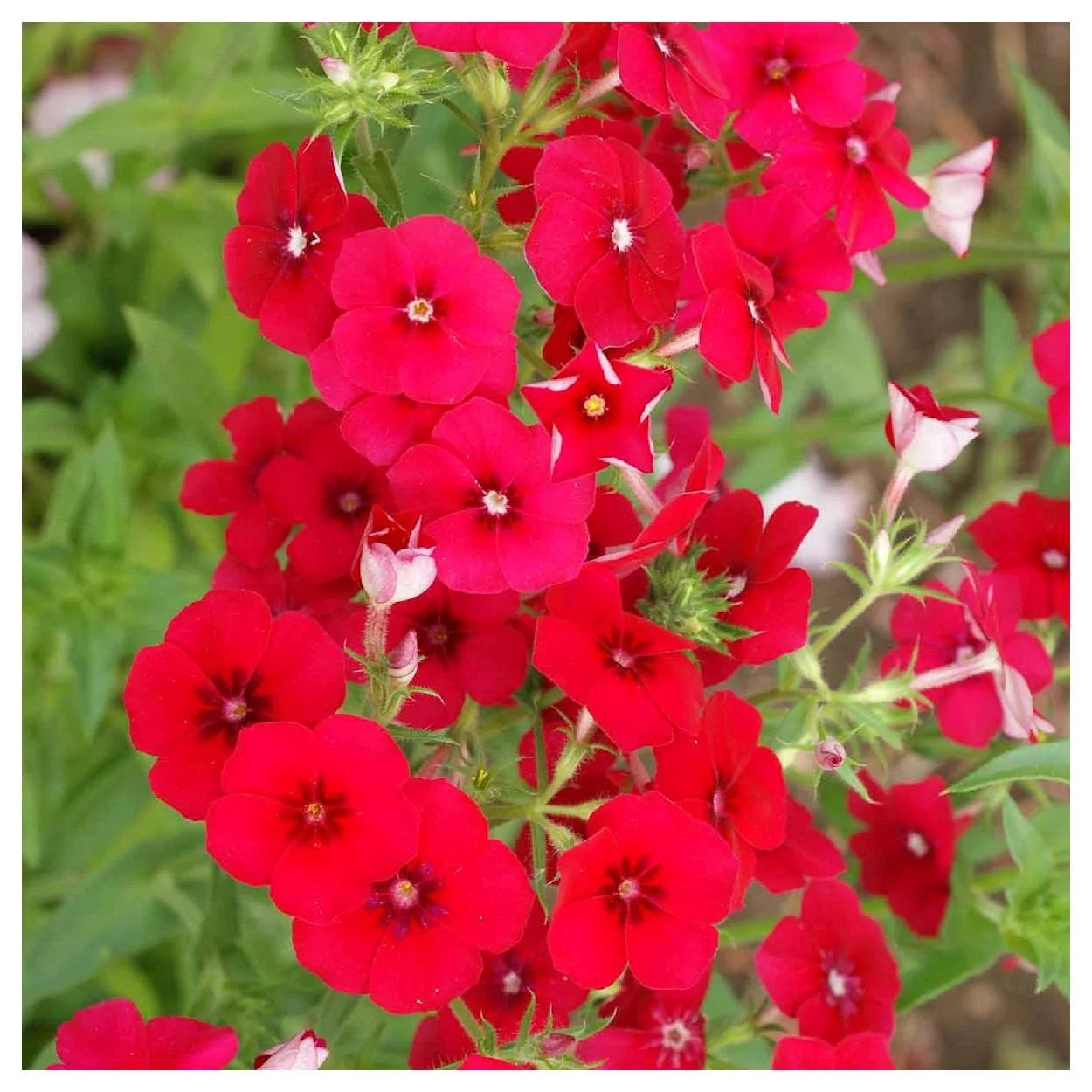 Everwilde Farms - 1/4 lb Red Drummond Phlox Native Wildflower Seeds - Gold Vault Bulk Seed Packet