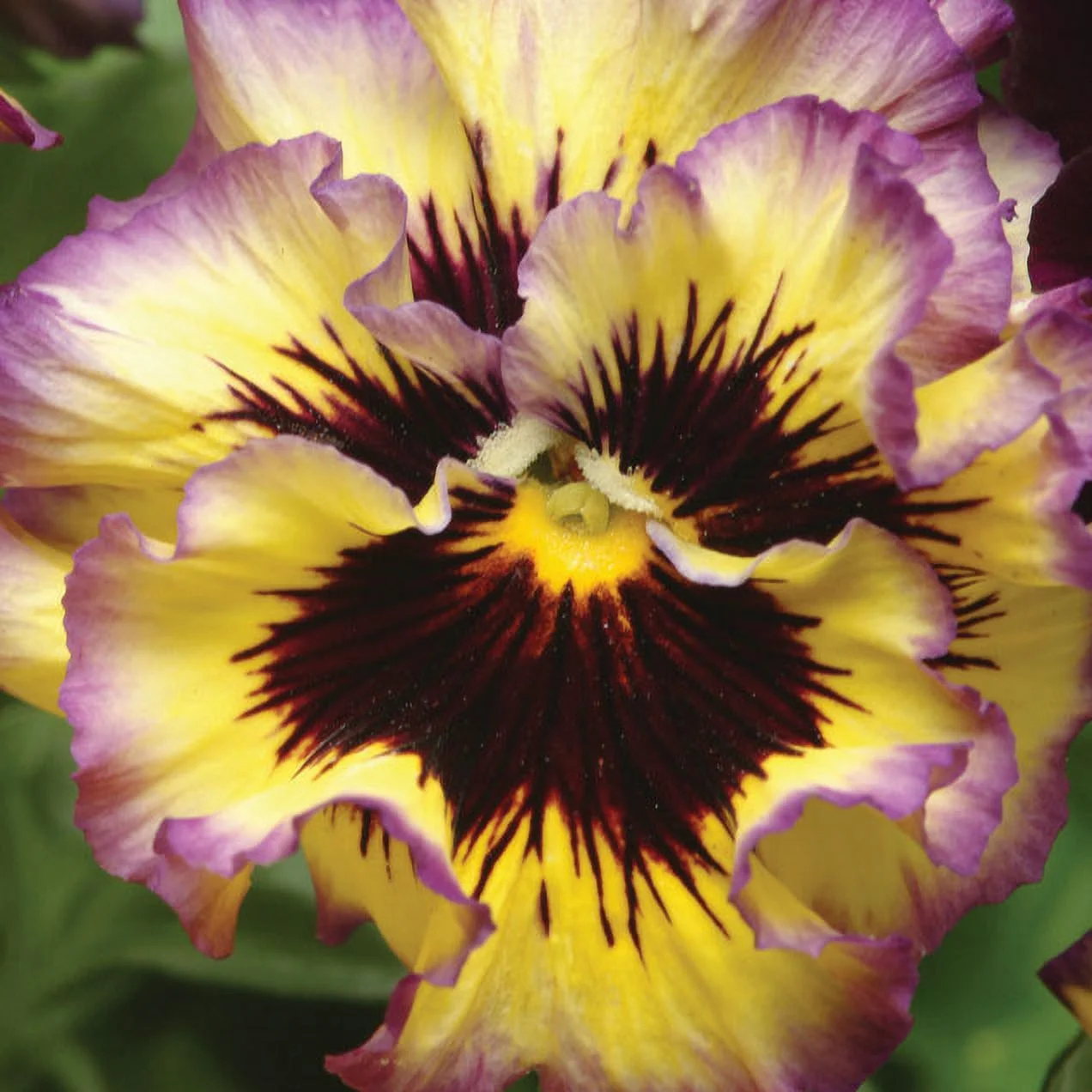 Pansy Seeds - Frizzle Sizzle Lemonberry - Packet - Pink Flower Seeds,  Hybrid Seed  Attracts Bees, Attracts Butterflies, Attracts Pollinators, Easy to Grow & Maintain, Edible, Fragrant, Container