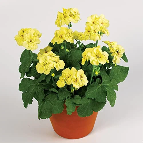 QAUZUY GARDEN 100 Seeds Dark Yellow Geranium Pelargonium Storksbills Seeds for Planting- Perennial Striking Flower for Garden Home- Easy Grow & Maintain