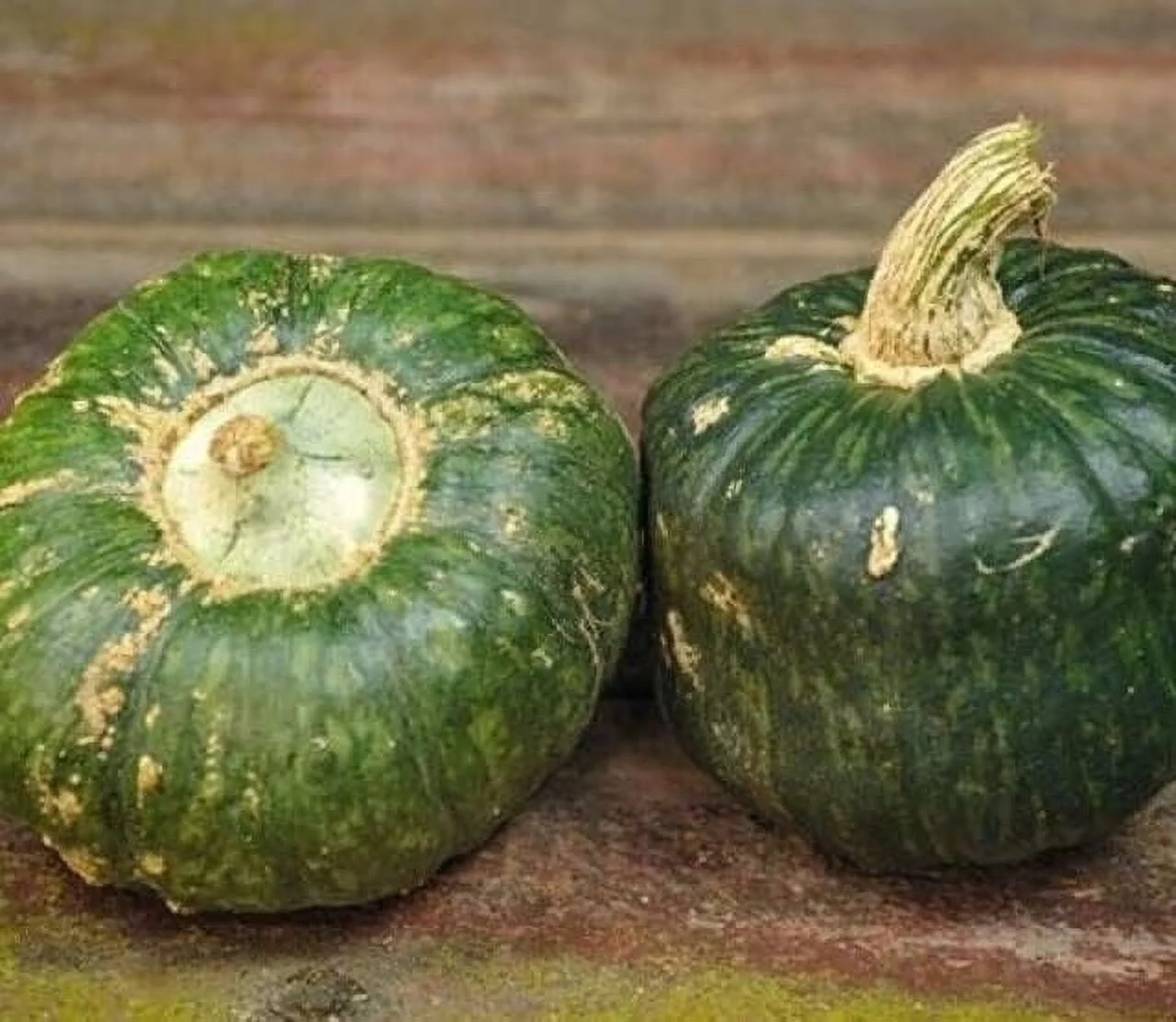 Burgess Buttercup Squash Seeds for Planting (10 Seeds)
