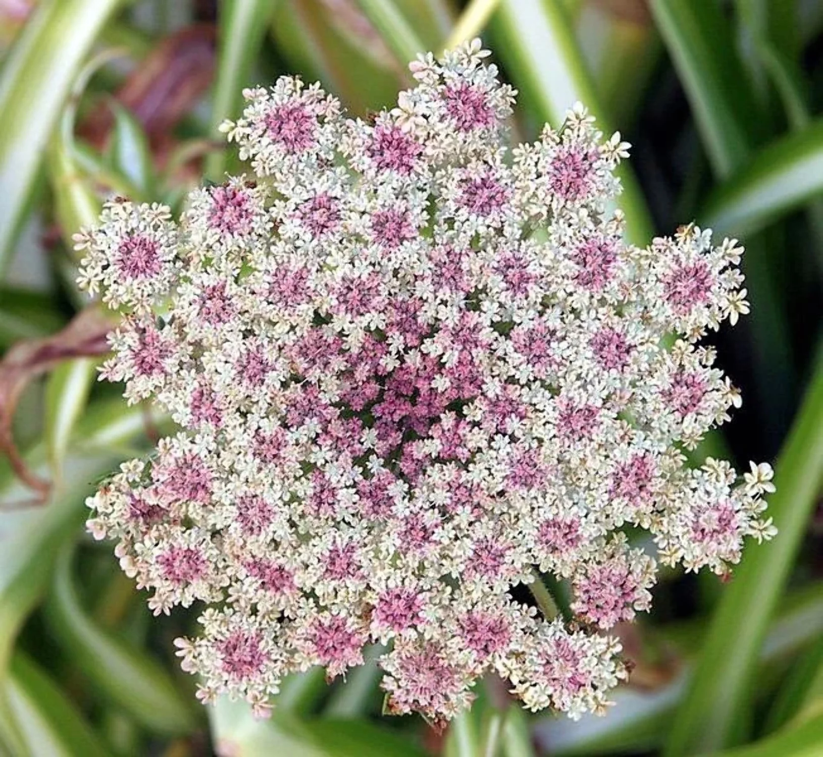 300 BLACK NEBULA CARROT Daucus Carota Root Vegetable Seeds