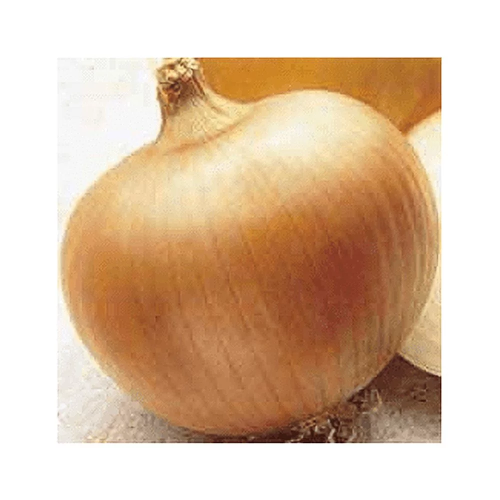 Onion Yellow Sweet Spanish Great Heirloom Vegetable by Seed Kingdom 1/4 Lb Seeds