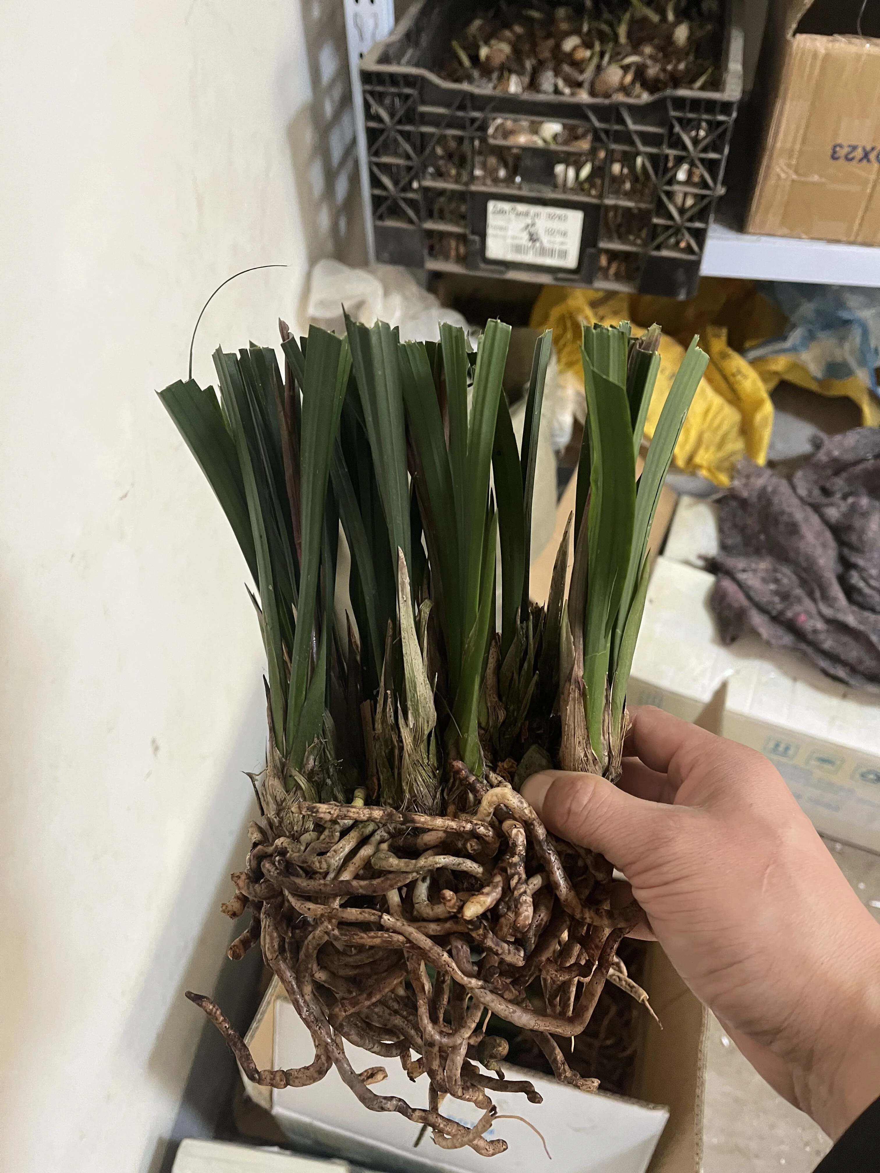 Cymbidium BulbsCymbidium Bulbs Bulk Cymbidium Bulbs For Sale Cymbidium Plants Cymbidium Bulbs For Palting Bonsai Plant