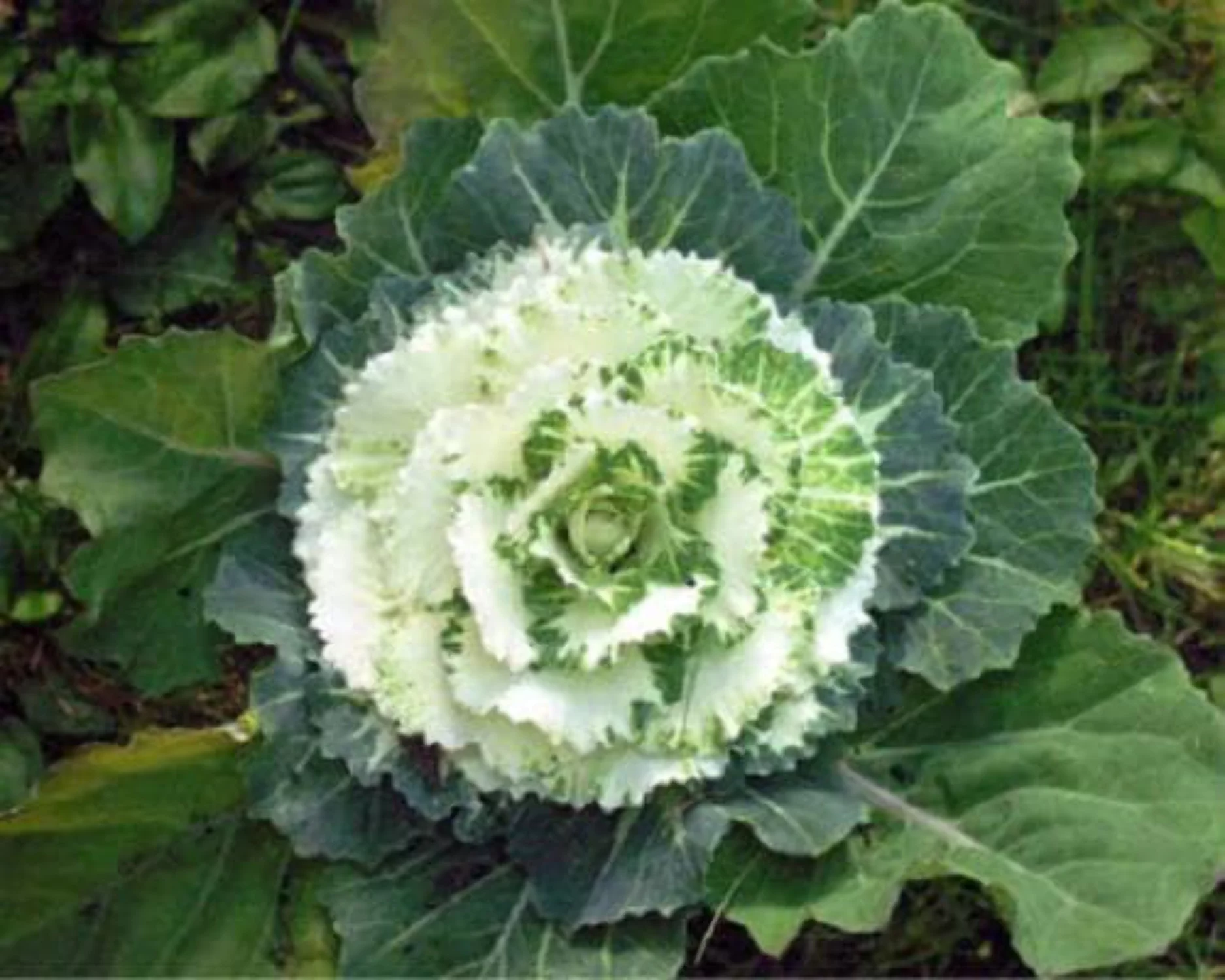 50 Seeds MIXED ORNAMENTAL CABBAGE Flowering Cabbage Brassica Oleracea Seeds