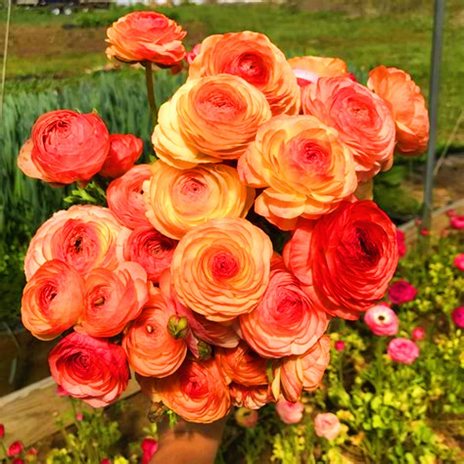 Ranunculus Flowers Live Ranunculus Bulbs Ranunculus Bulbs For Sale Ranunculus Bulbs For Planting Simple Planting Garden Decoration