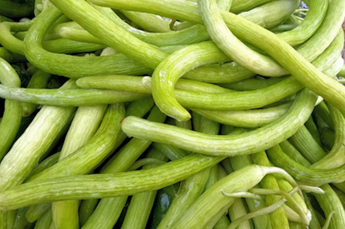 Vegetable Seeds -Armenian Yard Long Slicing Cucumber-20 Seeds- Yard Long Fruit -Sweet Flavor- Solid Crunchy- Seed Pack