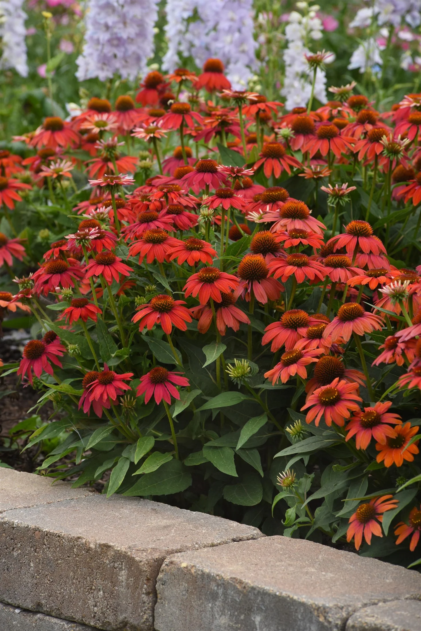 Artisan™ Red Ombre Coneflower Perennial - Echinacea - 2 Gallon Pot