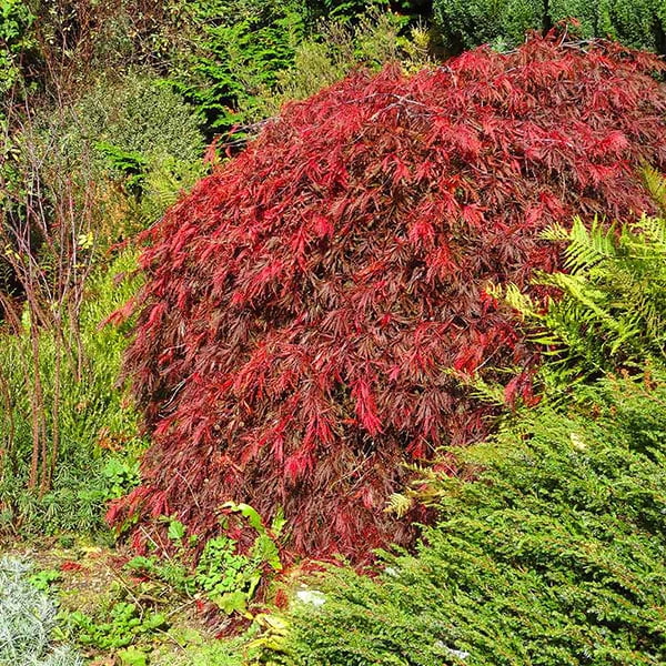 Brighter Blooms - Red Select Japanese Maple Tree, 1-2 ft. - No Shipping To AZ