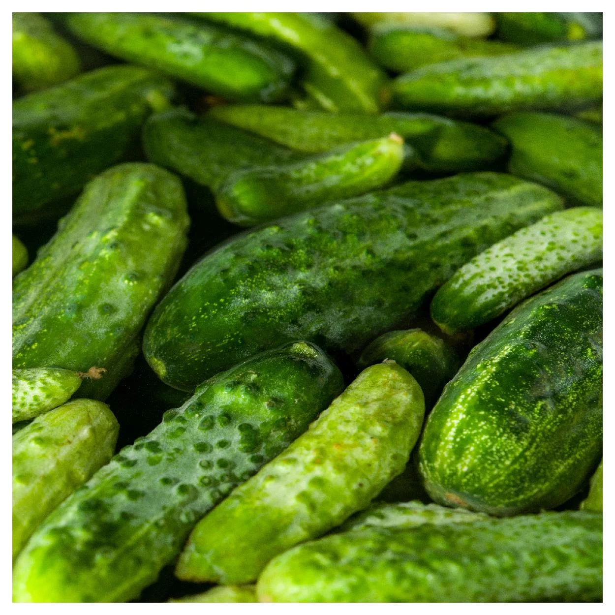 Everwilde Farms - 1 oz Boston Pickling Cucumber Seeds - Gold Vault Bulk Seed Packet