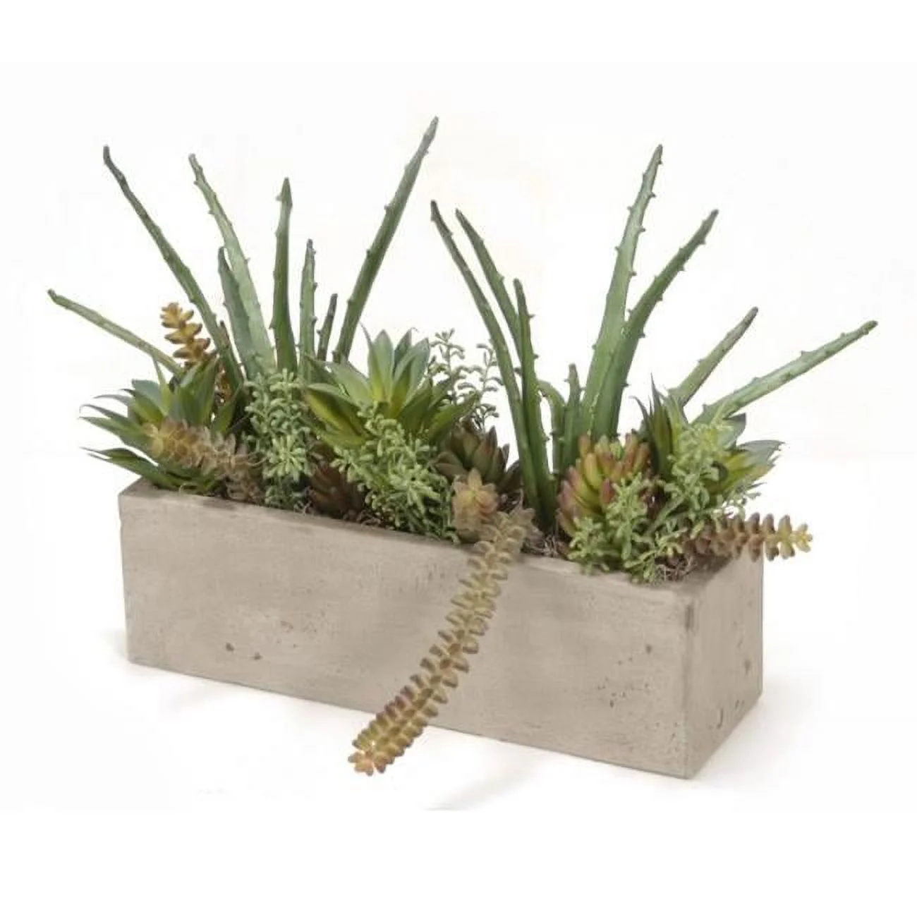 Unisex Mixed Succulents in Concrete Window Box - Green