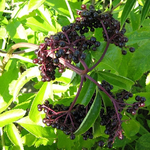 Pixies Gardens York Elderberry 1 Gallon