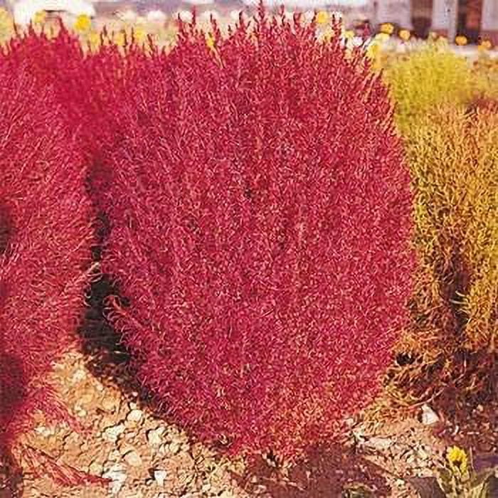 Outsidepride Burning Bush Kochia Trichophylla Plant Seed - 10000 Seeds